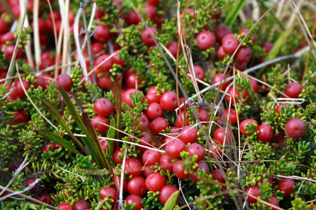 19-Calafate berries.jpg - Calafate berries